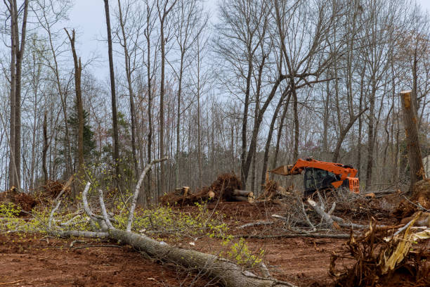 How Our Tree Care Process Works  in  Athens, GA