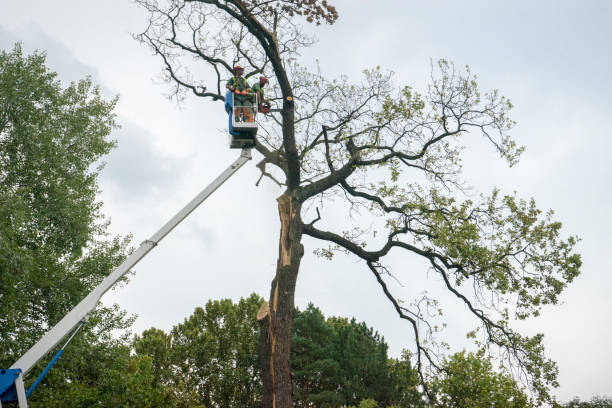 Best Tree Trimming and Pruning  in Athens, GA