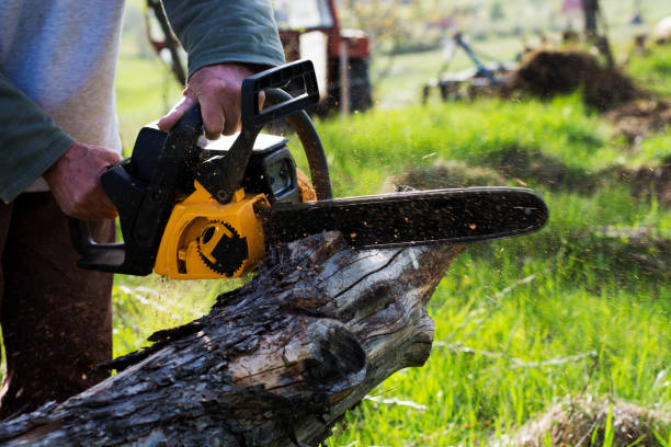Athens, GA Tree Care Company