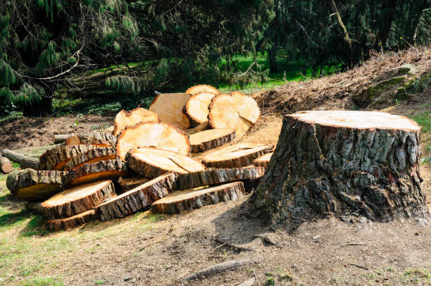 Best Hazardous Tree Removal  in Athens, GA